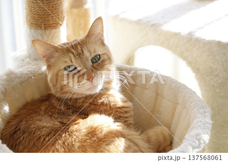 猫ちゃん親子の日常風景 137568061