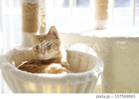 猫ちゃん親子の日常風景 137568065