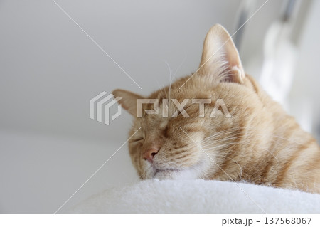 猫ちゃん親子の日常風景 137568067