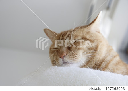 猫ちゃん親子の日常風景 137568068