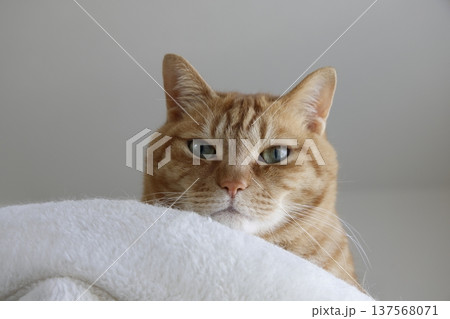 猫ちゃん親子の日常風景 137568071