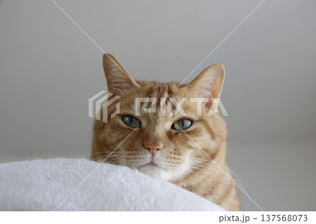猫ちゃん親子の日常風景 137568073