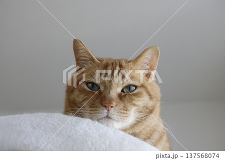 猫ちゃん親子の日常風景 137568074