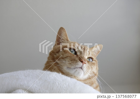 猫ちゃん親子の日常風景 137568077