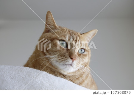 猫ちゃん親子の日常風景 137568079