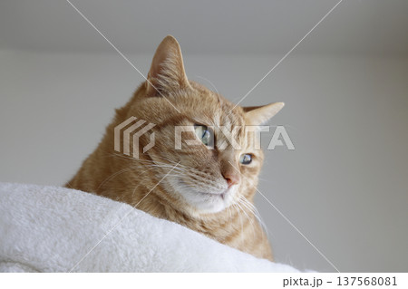 猫ちゃん親子の日常風景 137568081