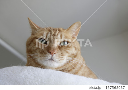 猫ちゃん親子の日常風景 137568087