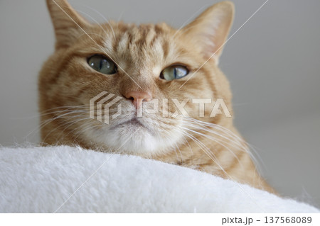 猫ちゃん親子の日常風景 137568089