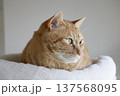 猫ちゃん親子の日常風景 137568095