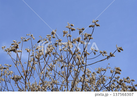 Tree of heaven Tree of heaven 137568307