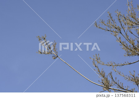 Common ash 137568311