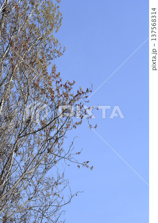 Lombardy poplar Lombardy poplar 137568314