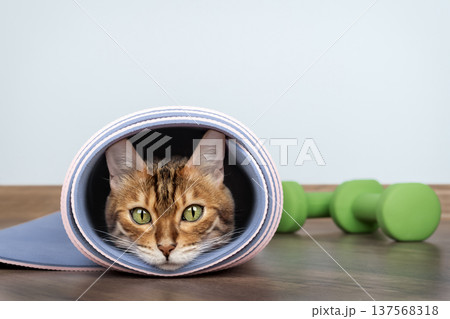 Bengal cat inside rolled yoga mat with green dumbbells 137568318