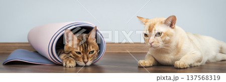 Bengal cat in rolled yoga mat with Burmese cat at home Bengal cat in rolled yoga mat with Burmese cat at home 137568319