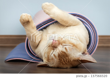 Sleeping Burmese cat upside down in rolled yoga mat 137568320