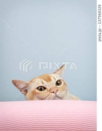 Burmese cat peeking over yoga mat Burmese cat peeking over yoga mat 137568326