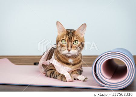 Bengal cat with measuring tape on yoga mat Bengal cat with measuring tape on yoga mat 137568330