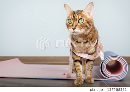 Bengal cat with measuring tape on yoga mat Bengal cat with measuring tape on yoga mat 137568331