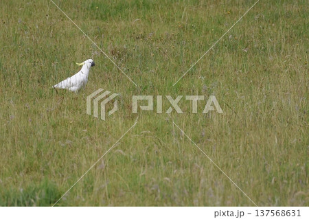Greater sulphur-crested cockatoo. 137568631