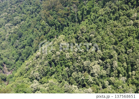 Forest in Morton National Park. Forest in Morton National Park. 137568651