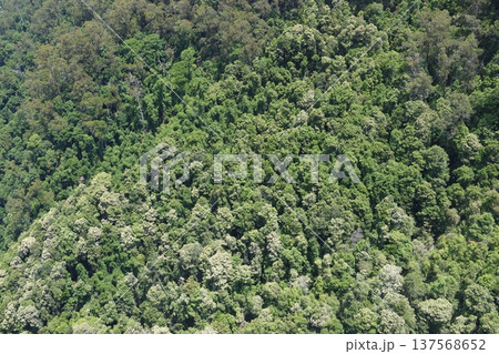 Forest in Morton National Park. Forest in Morton National Park. 137568652