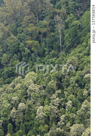 Forest in Morton National Park. Forest in Morton National Park. 137568654