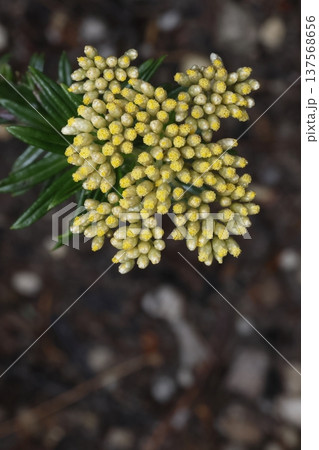 Head of flowers of yellow cassinia. 137568656