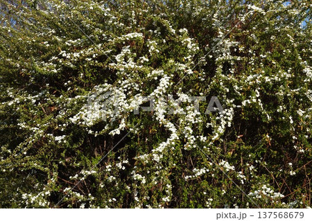 咲き始めたユキヤナギの花・2026年3月 咲き始めたユキヤナギの花・2026年3月 137568679