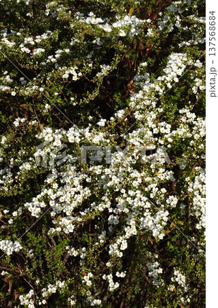 咲き始めたユキヤナギの花・2026年3月　 137568684