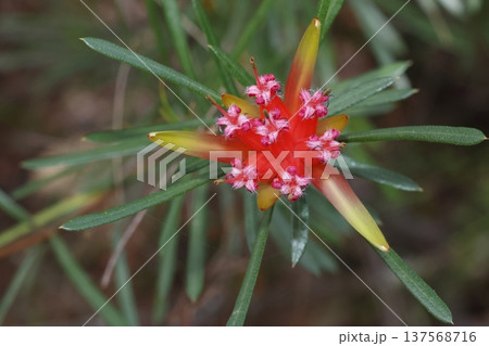 Flower of mountain devil. 137568716