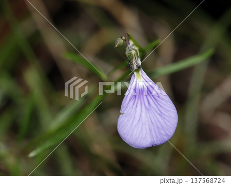 Flower of slender violet-bush. Flower of slender violet-bush. 137568724