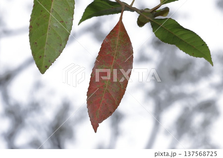 Leaves of a green native cascarilla. Leaves of a green native cascarilla. 137568725