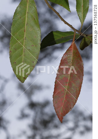 Leaves of a green native cascarilla. Leaves of a green native cascarilla. 137568728