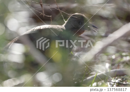 Male superb lyrebird singing. Male superb lyrebird singing. 137568817