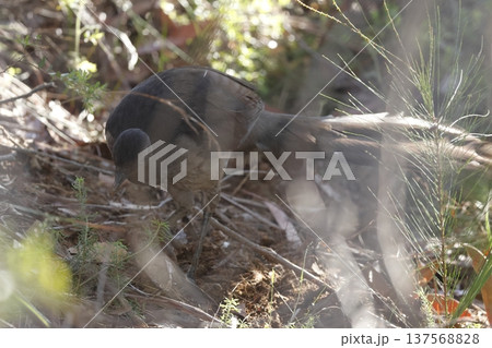 Female superb lyrebird. Female superb lyrebird. 137568828