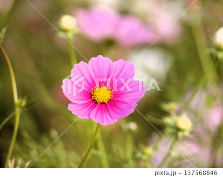 コスモスの花のある風景 137568846