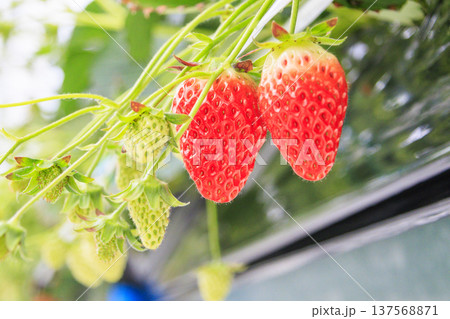 いちご狩り 137568871