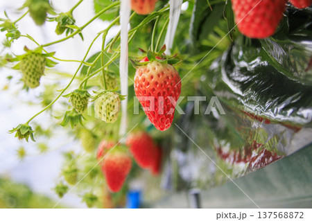 いちご狩り 137568872