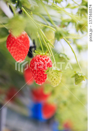 いちご狩り 137568874