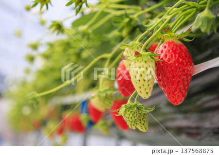 いちご狩り 137568875