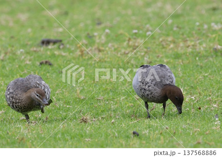 Australian wood ducks feeding. 137568886