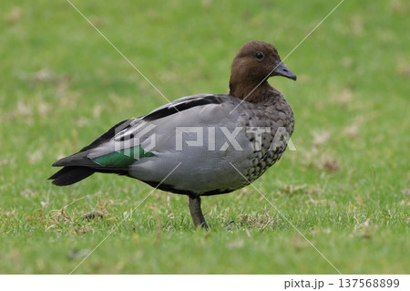 Male Australian wood duck. Male Australian wood duck. 137568899