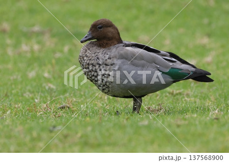 Male Australian wood duck. 137568900