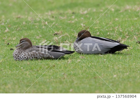 Australian wood ducks resting. 137568904
