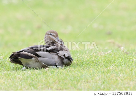 Female Australian wood duck. 137568915