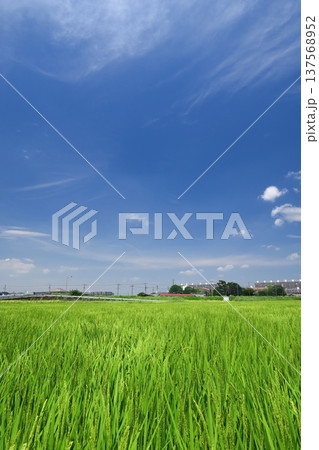 夏の郊外の稲穂を付けた生育順調な田んぼ風景 137568952