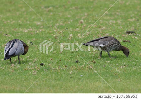 Pair of Australian wood ducks. 137568953