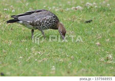 Female Australian wood duck. 137568955