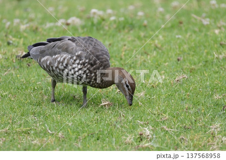 Female Australian wood duck. 137568958