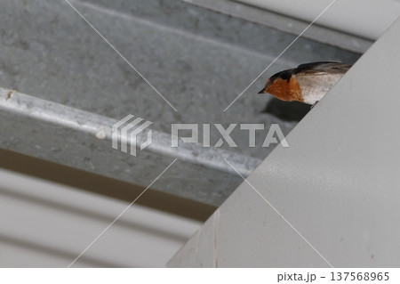Welcome swallow Hirundo neoxena. 137568965